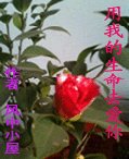 用我的生命去愛你